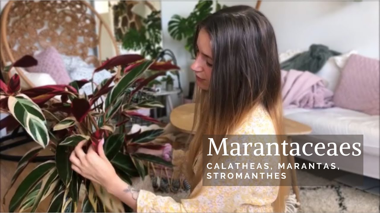 Mon expérience avec les Marantaceaes (Calathea, Maranta, Stromanthe)