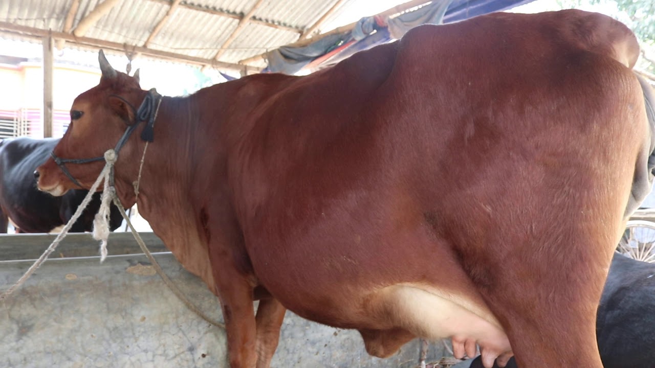 ৩৩২৩।। বিশাল আকৃতির ১ম বিয়ানের জার্সি গাভী।।01793096194//01742082521