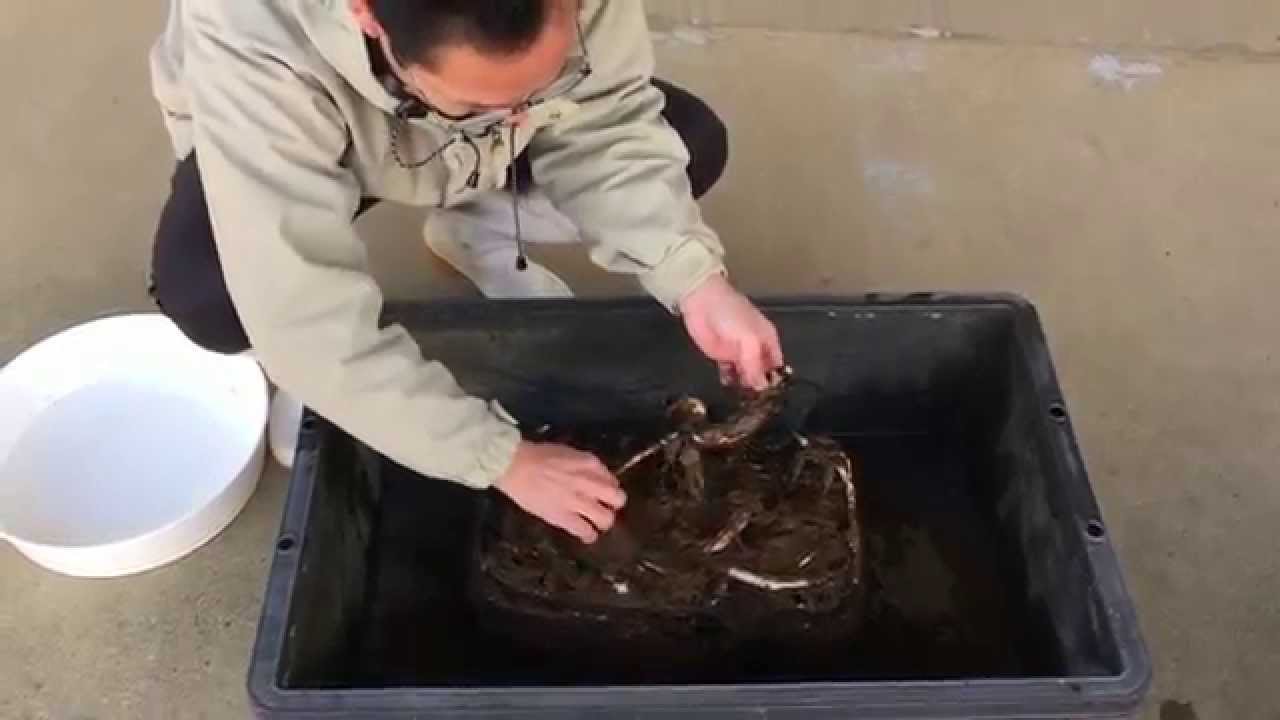 え？！10分で出来る蓮の株分け植え替え！【食用レンコン誠ハス】
