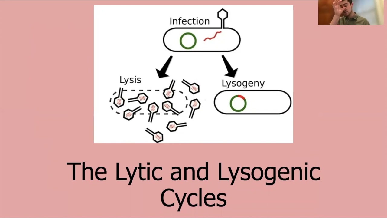 Free 15-Week MCAT Program Supplement Biology | Viruses and Their Cycles |