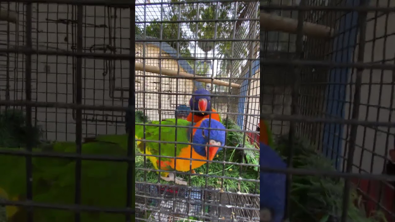 Handtame Parrot For Sale in Galiff Street Pets Market Kolkata | Parrot