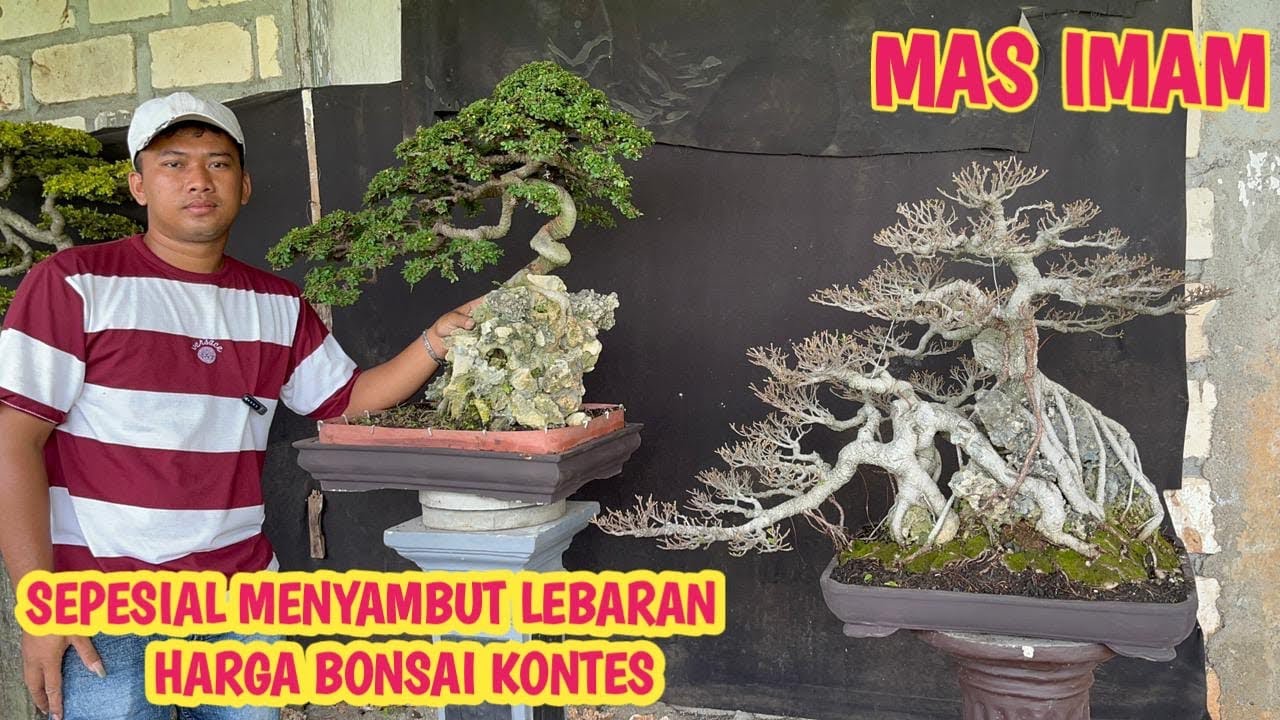 SEPESIAL‼️SPIL BONSAI”KONTES,READY STOK📞 0831-1142-7220 @JeckpaeyBonsai91 