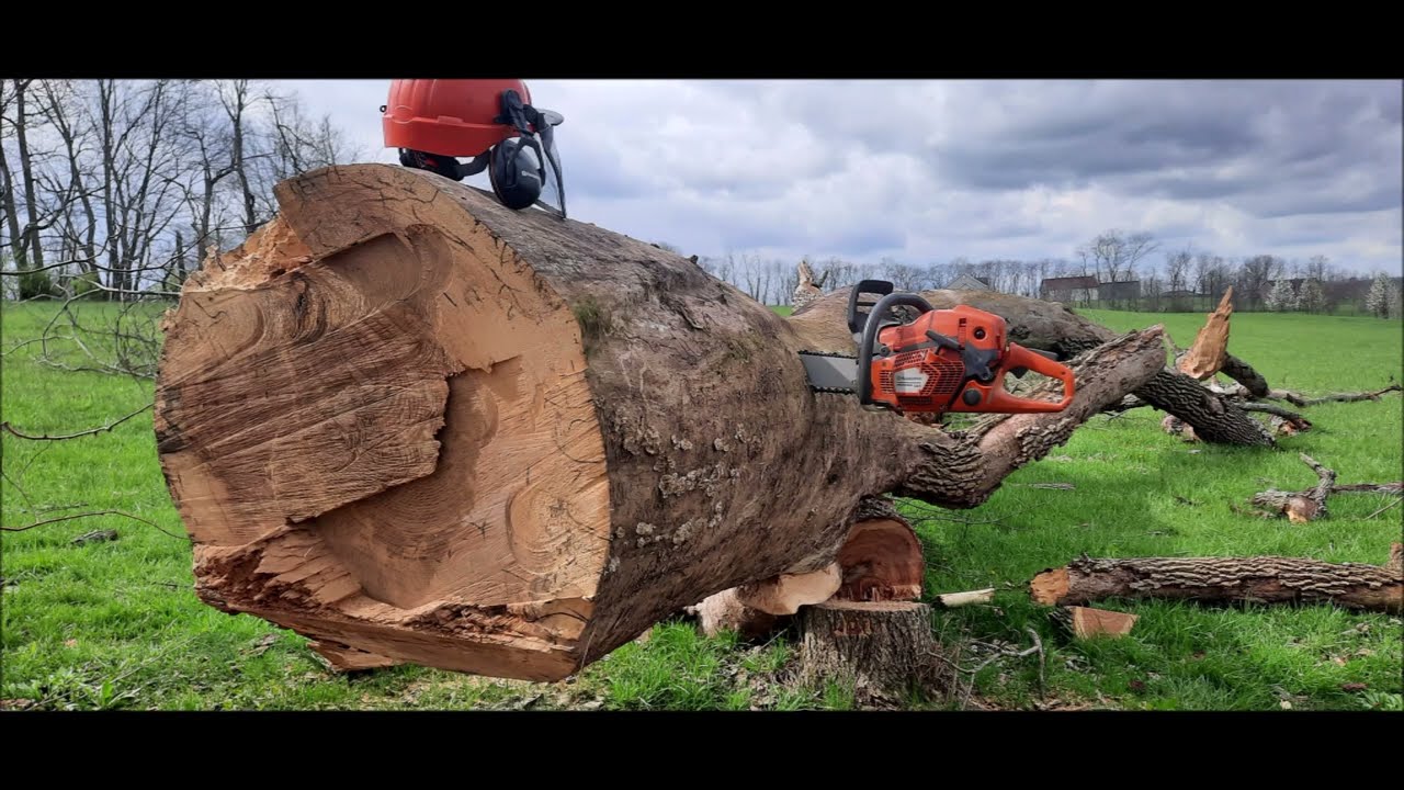 Husqvarna 565 vs. Dangerous Dead Ash Tree's ,EAB Got These, Is a Stock 70cc Saw enough?