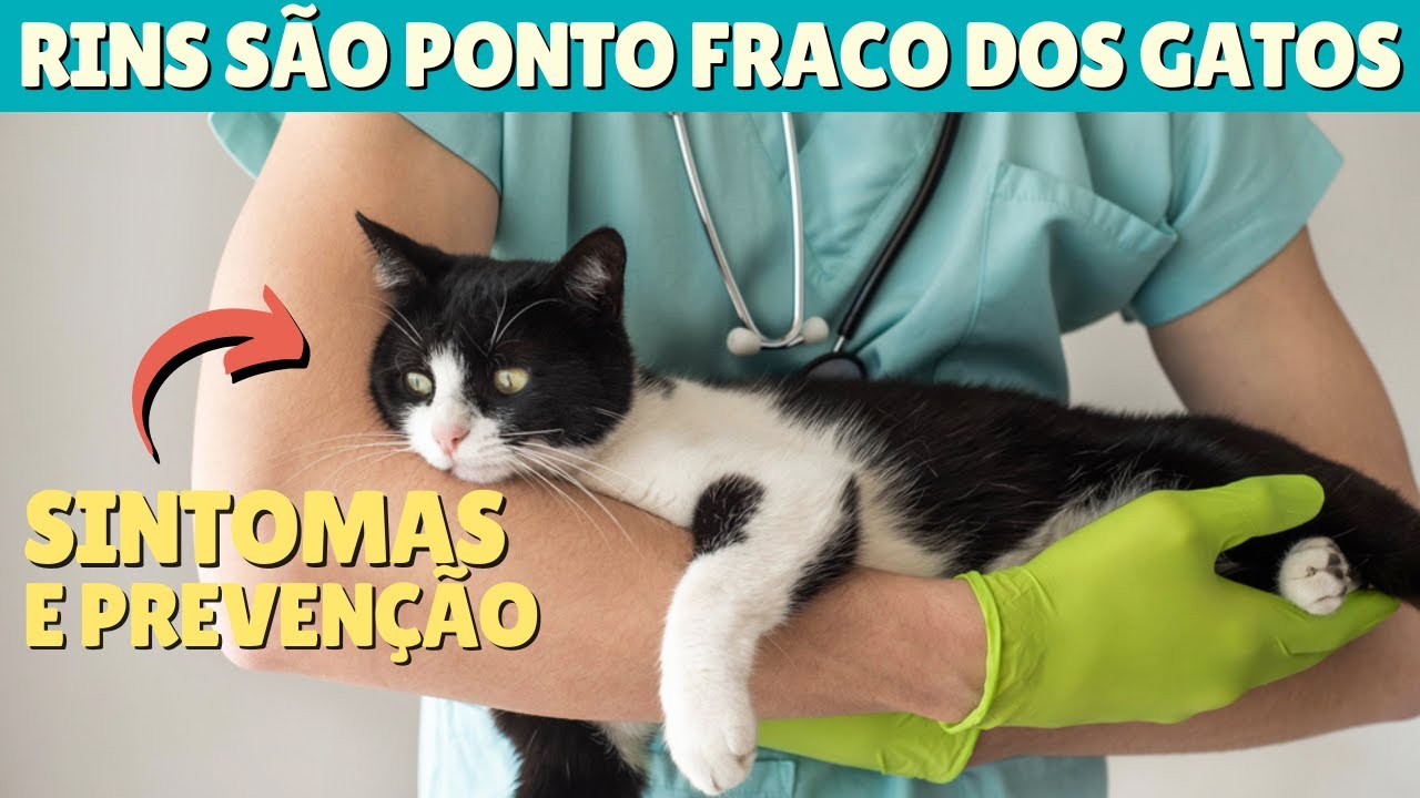 Quais são as DOENÇAS MAIS COMUNS EM GATOS? Saiba identificar e prevenir INFECÇÃO URINÁRIA EM GATOS
