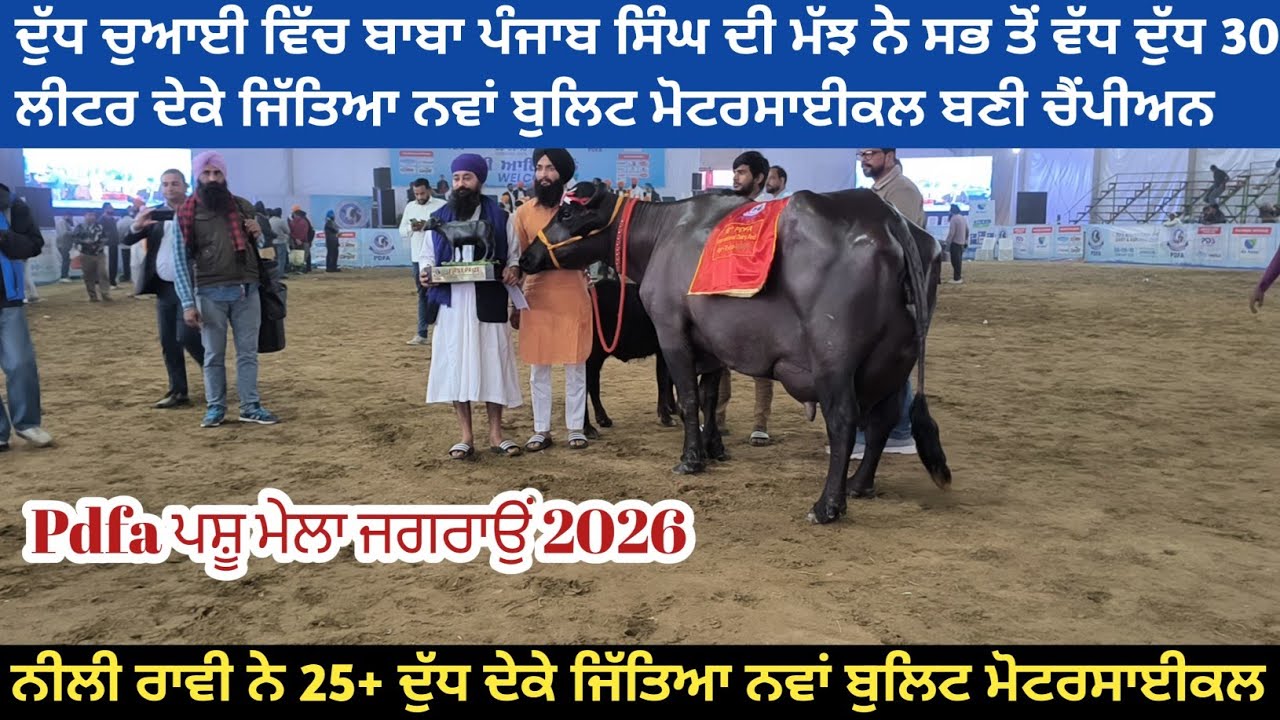 Pdfa ਪਸ਼ੂ ਮੇਲਾ ਜਗਰਾਉਂ 2026 ਨੀਲੀ ਰਾਵੀ ਤੇ ਮੋਹਰਾਂ ਦੁੱਧ ਚੁਆਈ ਵਾਲੀਆਂ ਬੁਲਿਟ ਜੇਤੂ ਮੱਝਾਂ।