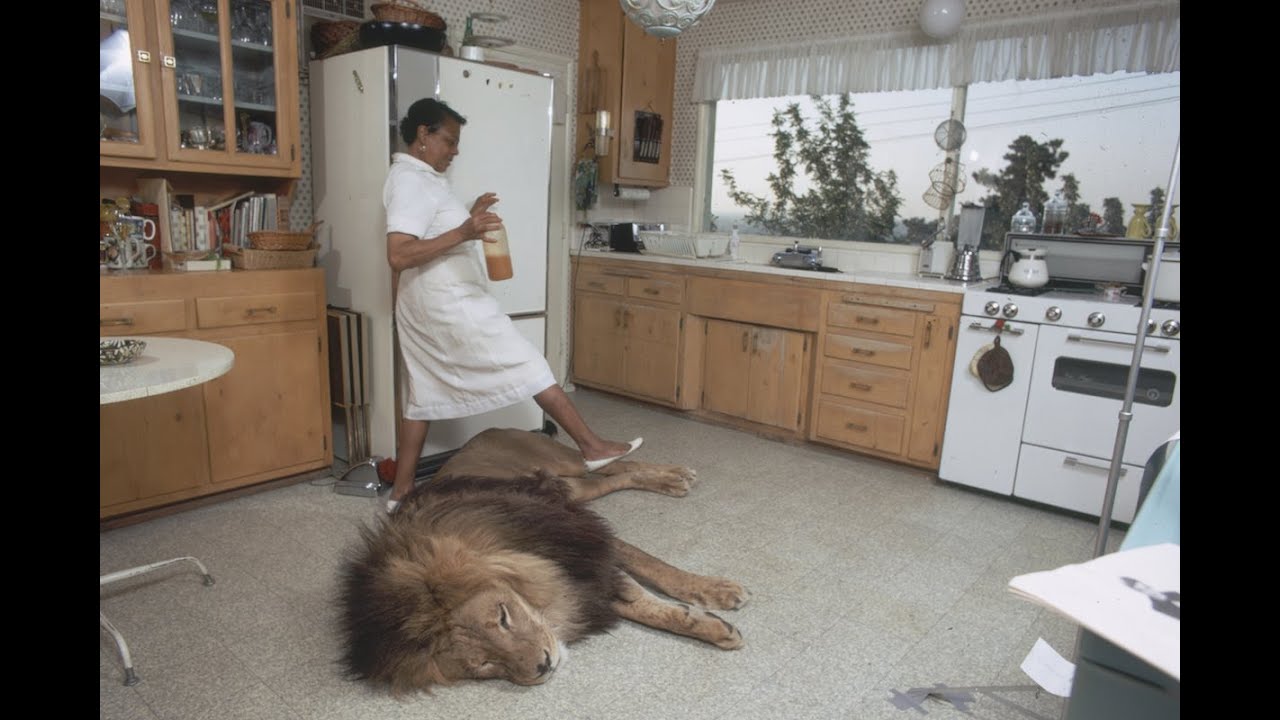 Unbelievable: living with lions and tigers at home as a best friends