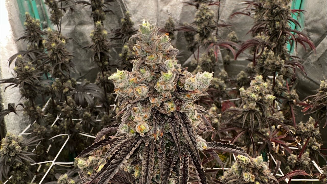 Almost Harvest! Sugar Cane by In House Genetics