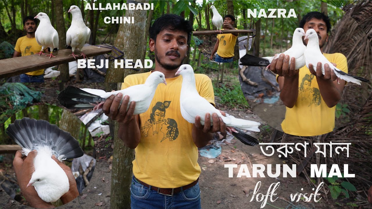 BEJI HEAD KALDUMA , ALLAHABADI CHINI KALDUMA, NAZRA KALDUMA - TARUN MAL PIGEON LOFT ( 7686048474 )