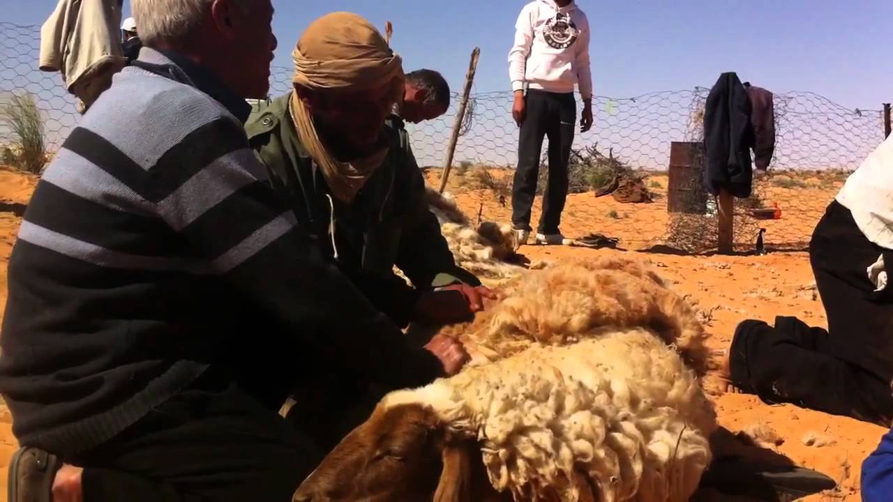 الوعرى