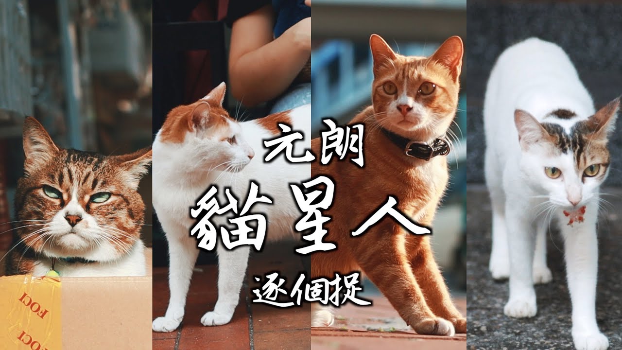 元朗貓星人逐個捉｜牠們會藏身於甚麼地方呢？