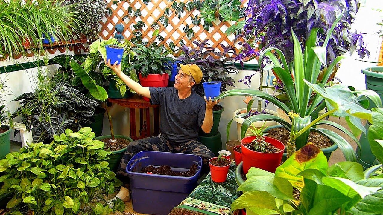 BEST way to start veggies INDOORS