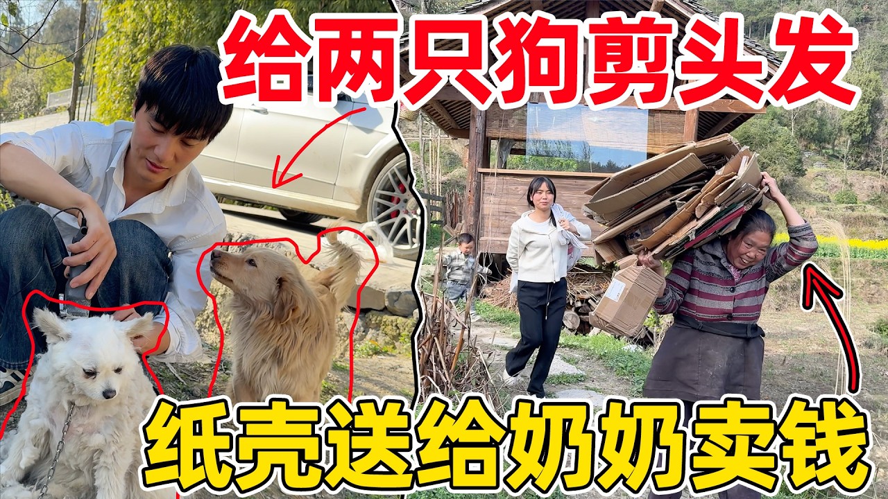 李俊给两只狗剪创意新发型，真是太可爱了，把家里的纸壳全部送给奶奶卖钱