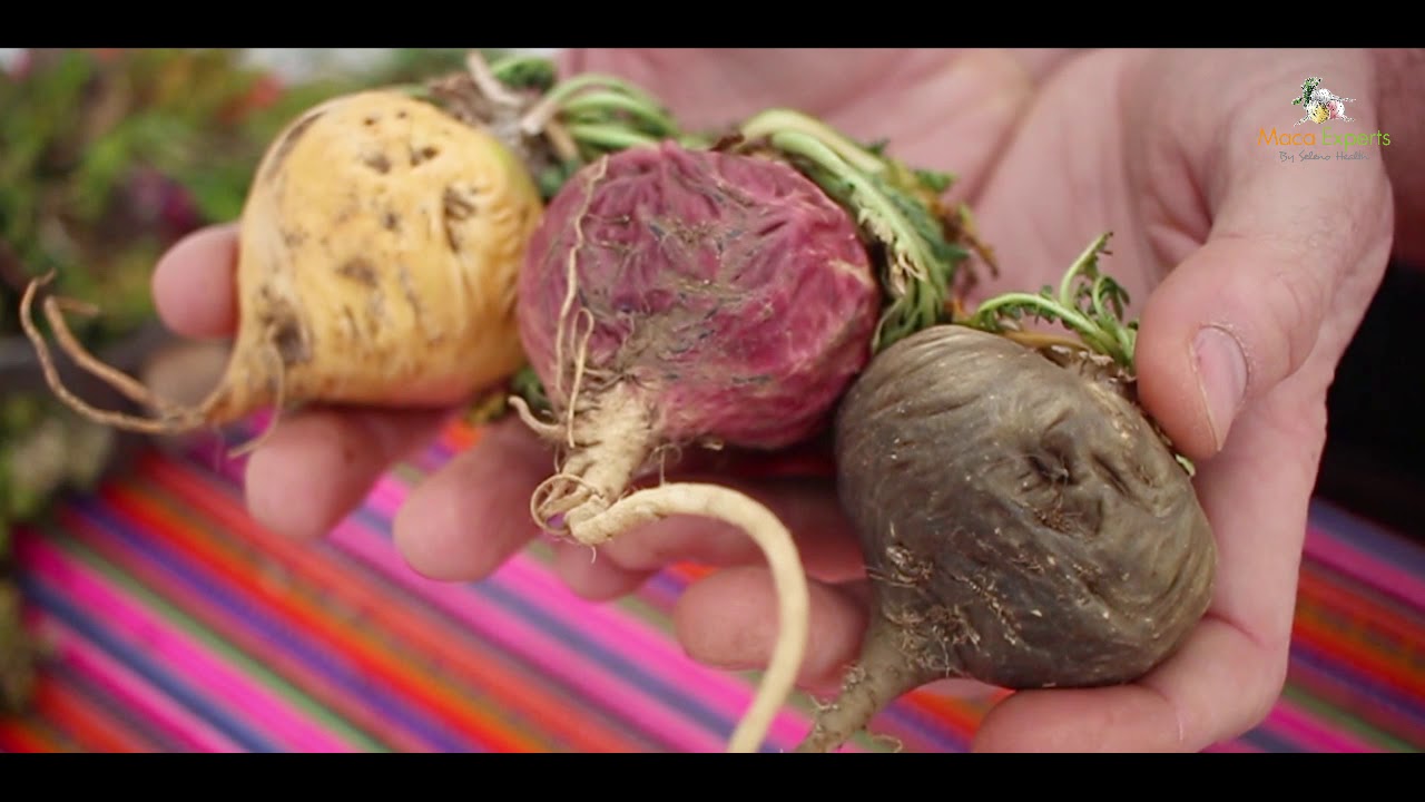 WHAT IS MACA