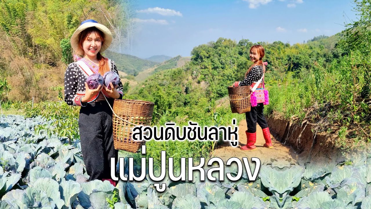 หมู่บ้านลาหู่แม่ปูนหลวงขับรถไต่เขาสูงชันทางแคบไปสวนชาวบ้านปลูกผักผลไม้หลายชนิด #หลบร้อนไปไหนดี?4