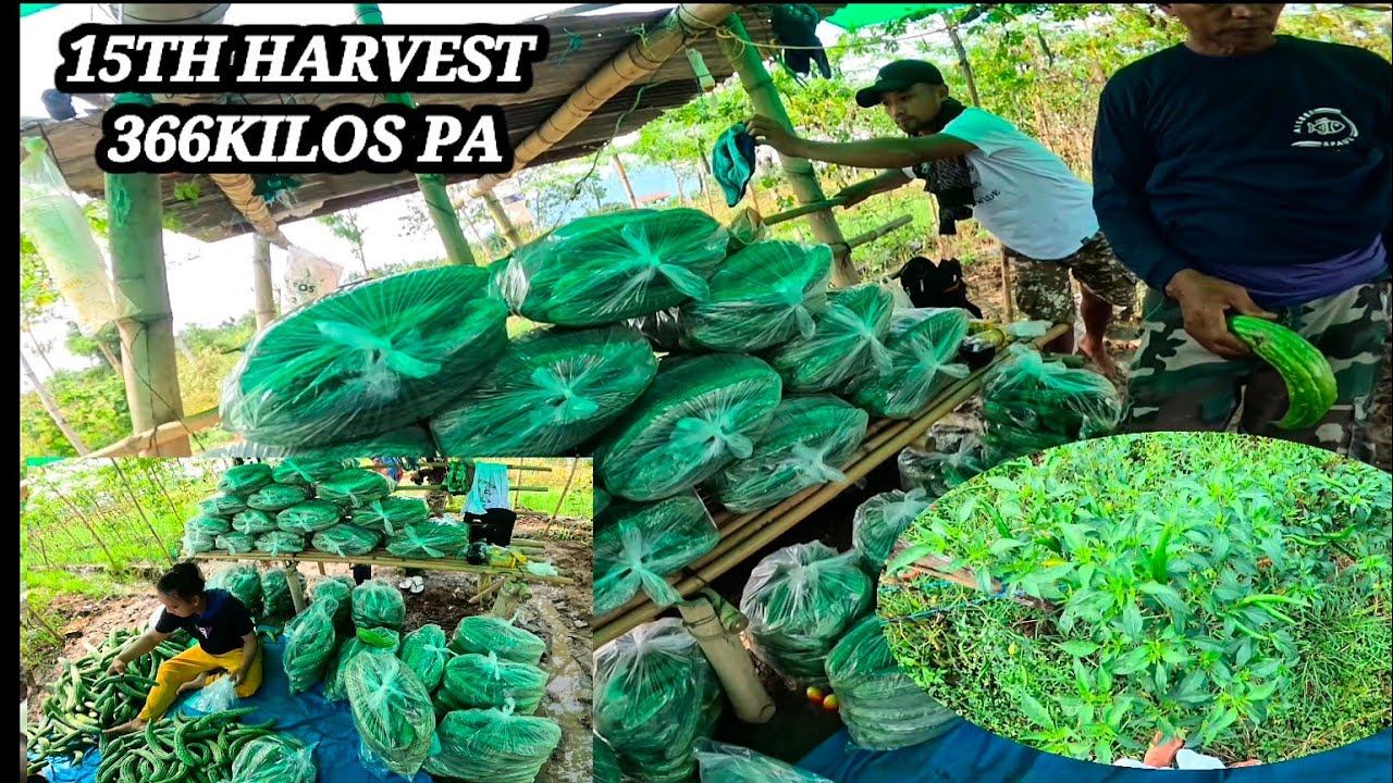 15TH HARVEST SA AMPALAYA ATRAS NA 366 KILOS ,GUMANDA NA MGA SILI TAIWAN 👏♥️🙏