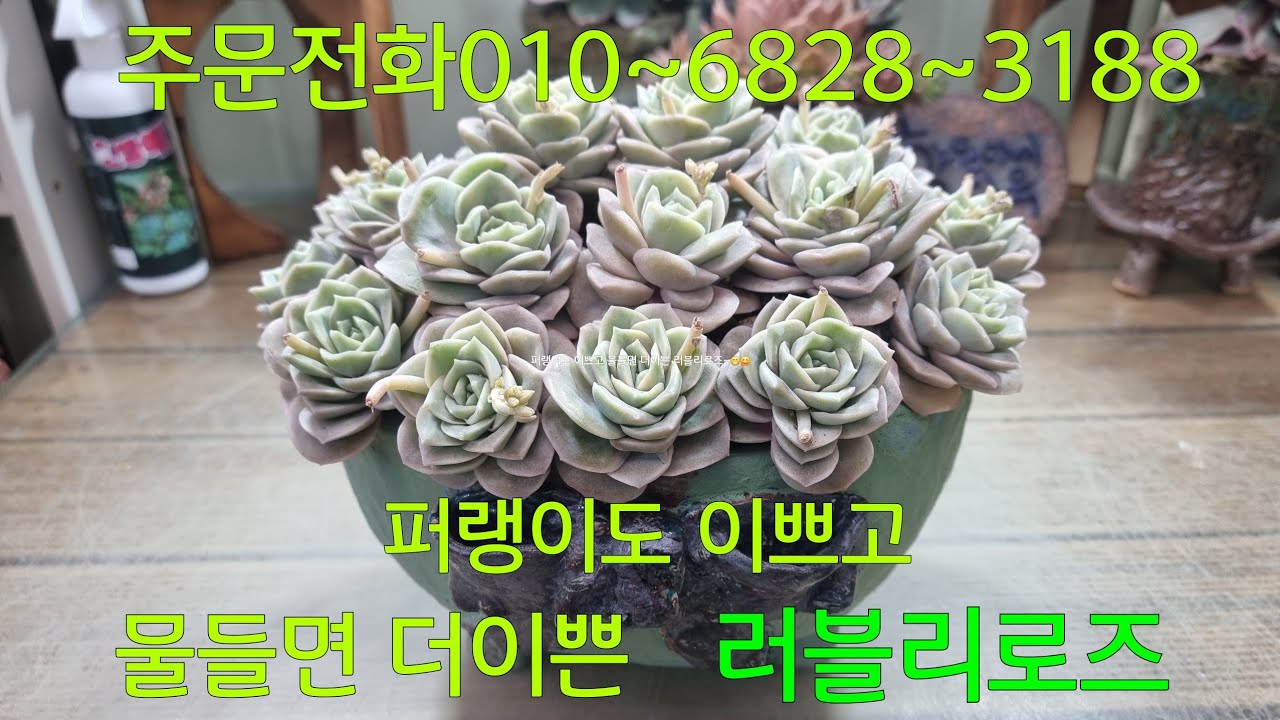 (26.3.15.일)늘 사랑받는 러블리로즈~😁😆