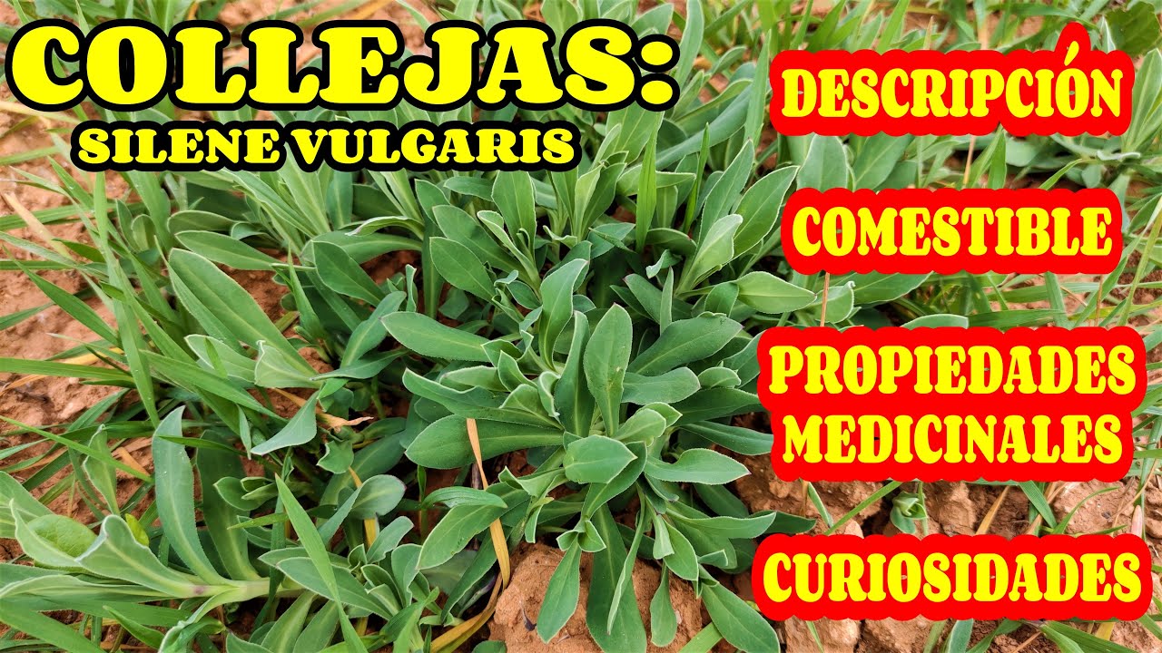LAS COLLEJAS (SILENE VULGARIS) comestibilidad, propiedades medicinales y curiosidades.