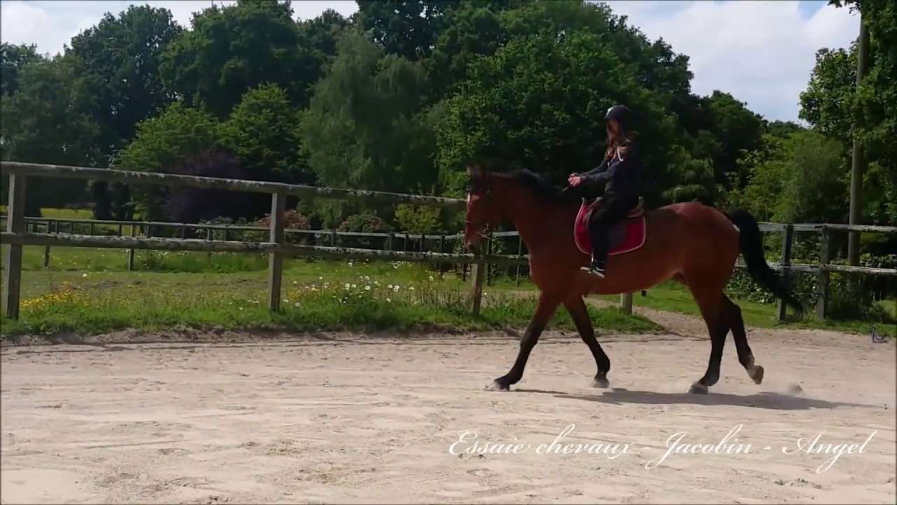 PONY'VLOG N°3 - UN NOUVEAU CHEVAL POUR ANGEL !