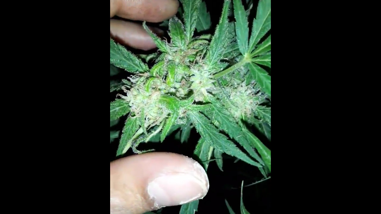 Super Silver Haze outdoor
