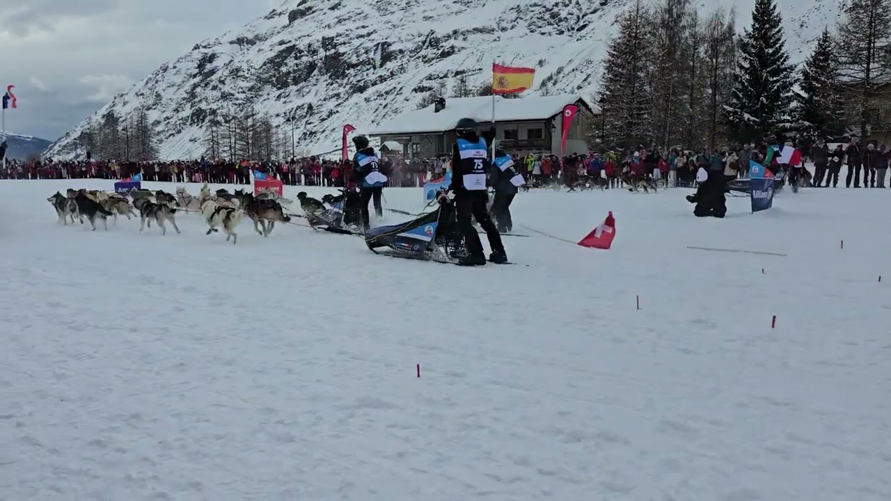 #lagrandeodyssee2026 #bessans #savoie #chiendetraineau #départ #course 