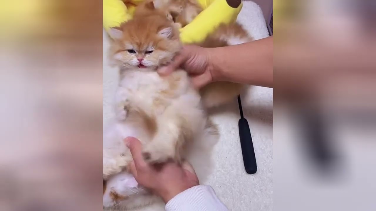 Enjoy the sweet company of these lovely little cats