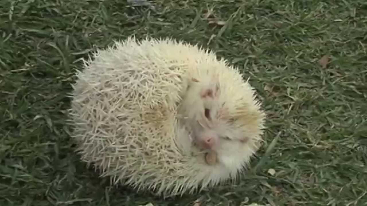 EL ERIZO ALBINO