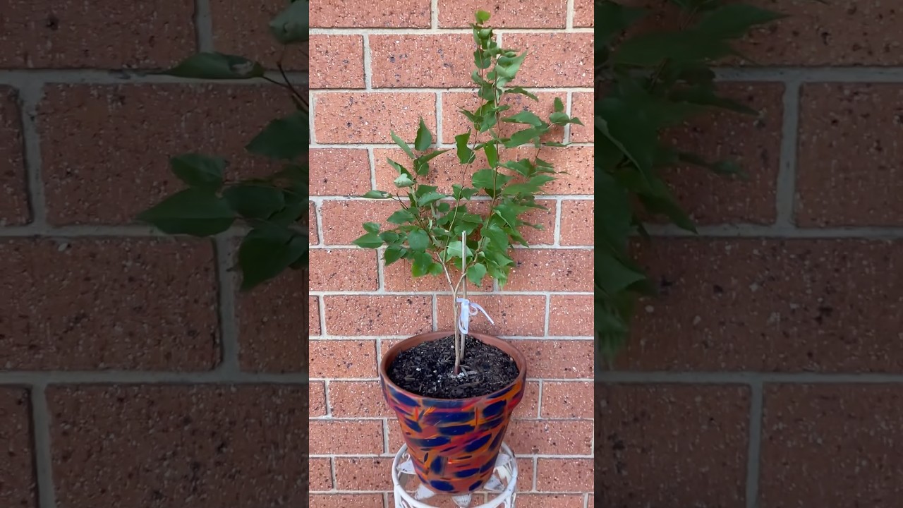 Repotting 6 month old Apricot seedling grown from seed 