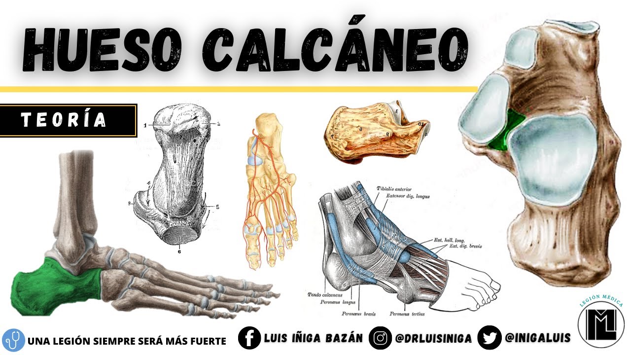 Anatomía: Hueso Calcáneo | Caras, Articulaciones, Inserciones Musculares, Ligamentos del Tobillo