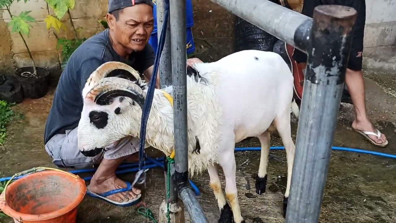 Tetangga ikut mandiin domba di kang ncuyy#goat #domba #pertenakan