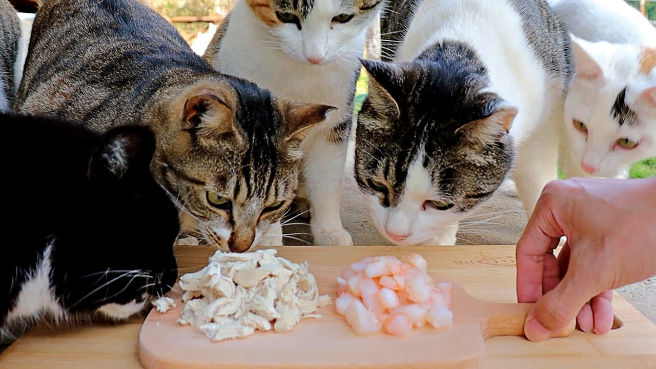 Chicken vs Shrimp