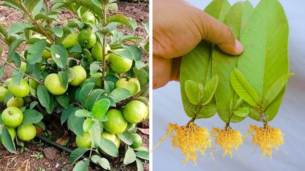 How to grow guava trees from guava leaves Very Unique Techniques With 100% Success