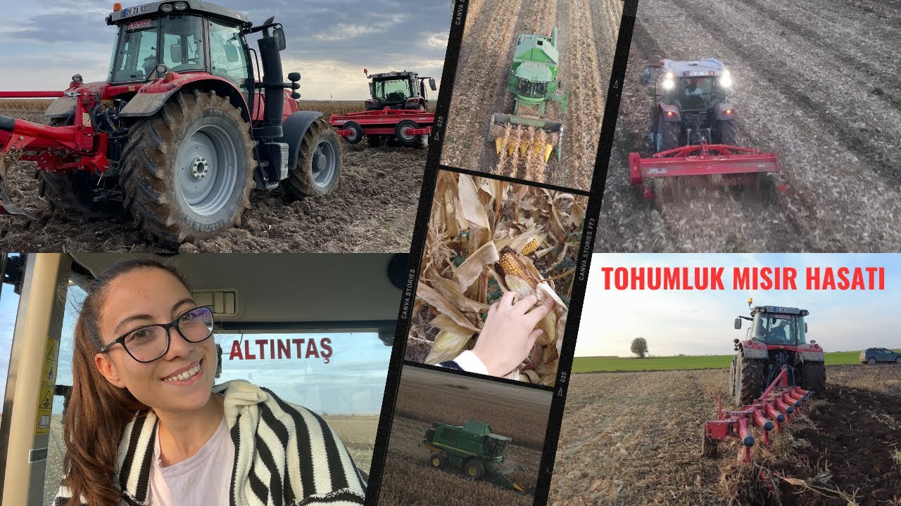 TOHUMLUK MISIRLARIMIZI HASAT ETTİK! İKİ TRAKTÖR TARLADAYIZ!