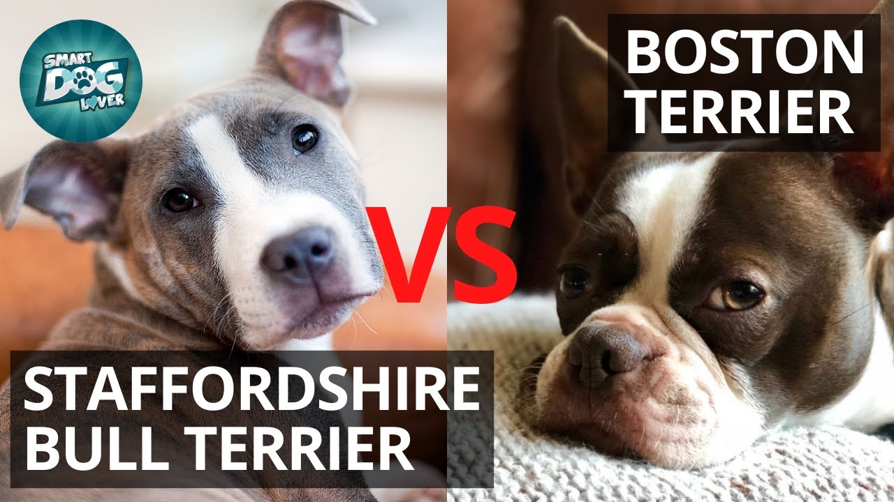 Staffordshire Bull Terrier VS Boston Terrier