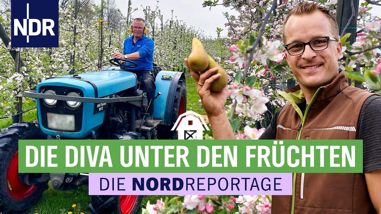 Süße Früchtchen: Birnen erobern das Alte Land  | Die Nordreportage  | NDR
