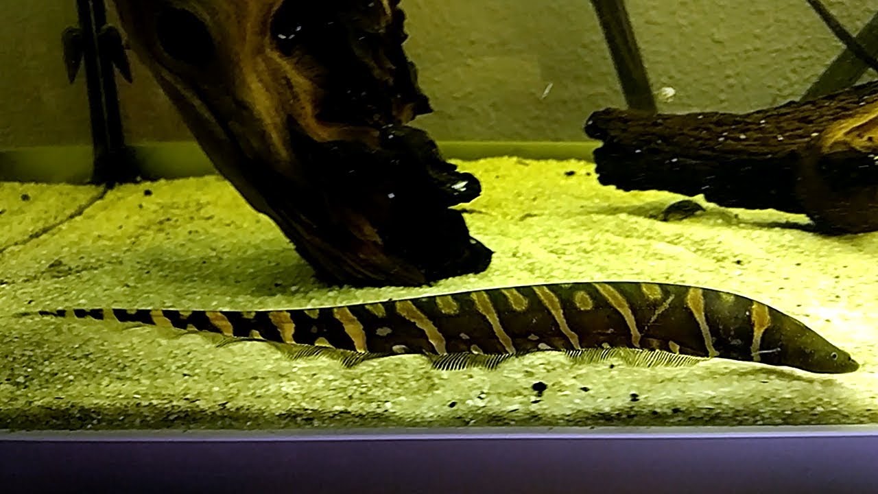 El pez cuchillo tigre (Gymnotus chaviro)