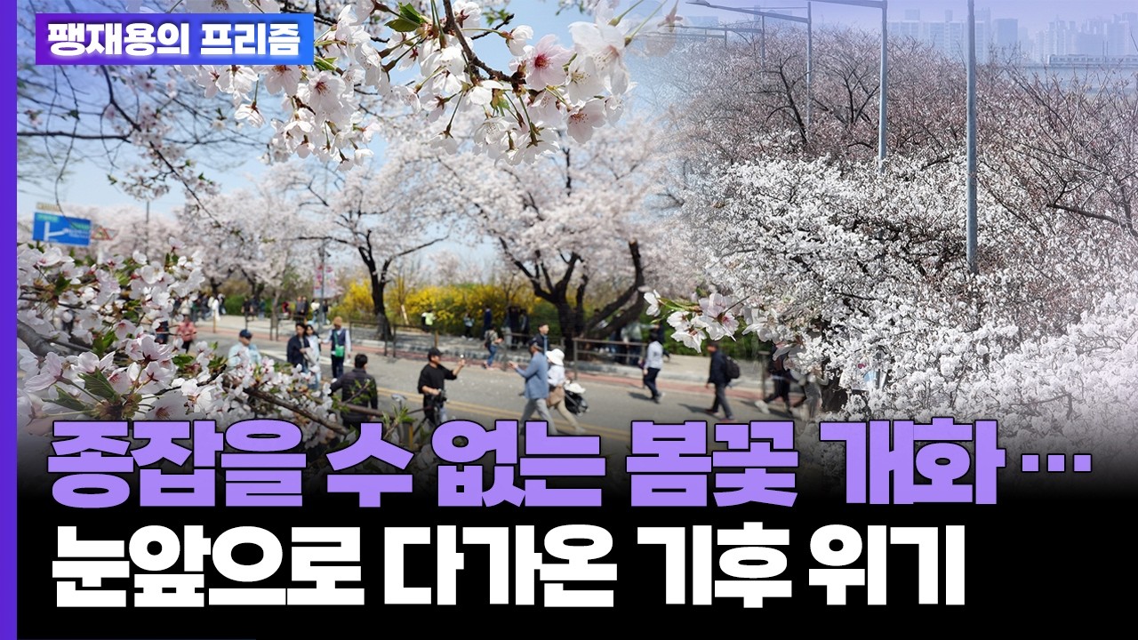 종잡을 수 없는 봄꽃 개화&hellip;눈앞으로 다가온 기후 위기 [탐사보도 뉴스프리즘] / 연합뉴스TV (YonhapnewsTV)