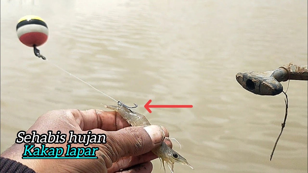 Gak nyangka! Banyak kakapnya tambak pinggir jalan ini...!! Mancing kakap