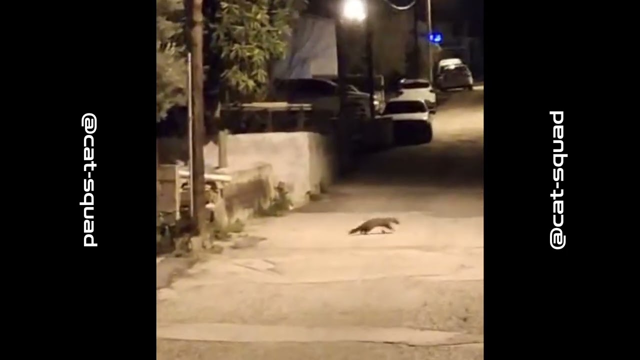 Adorable Little Thief: Ferret Steals Egg 😍#catsquad 