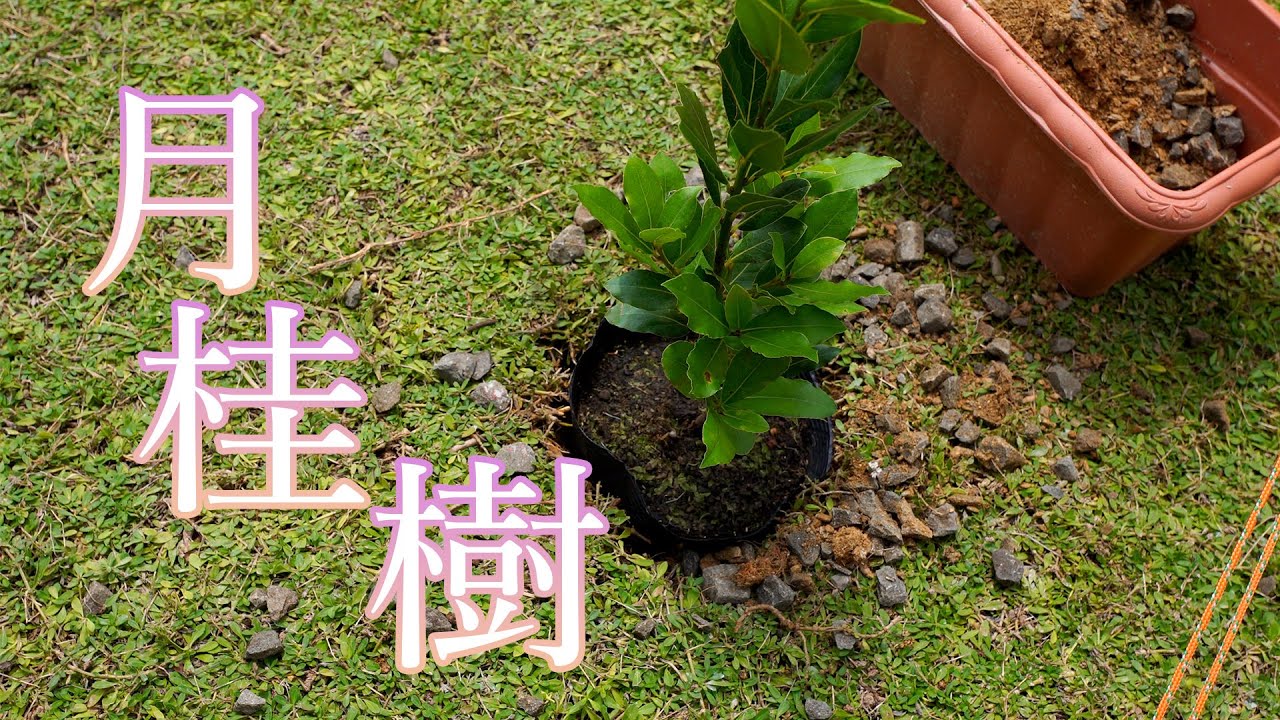 #004  月桂樹を植栽。メルカリできた庭