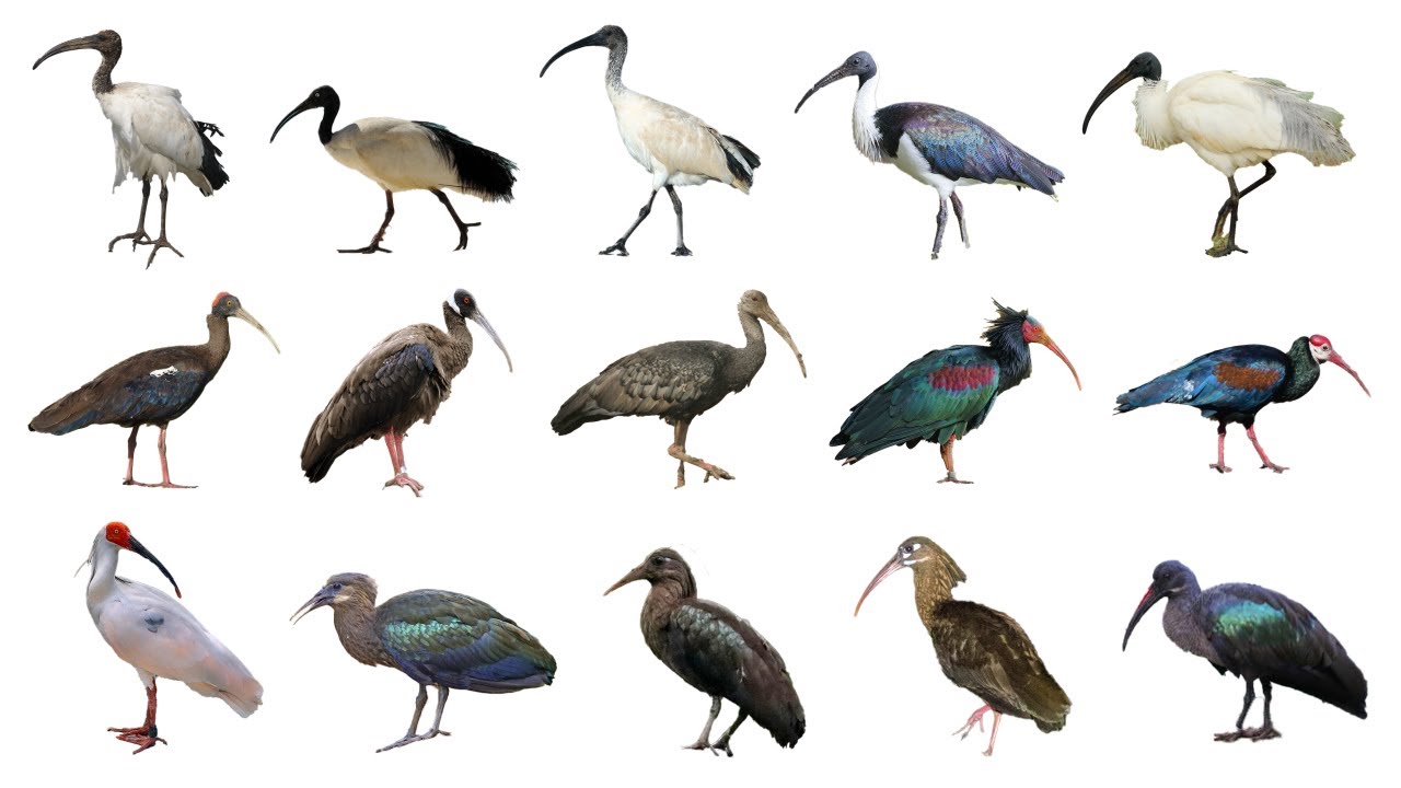 Ibis Birds Часть 1 | Виды ибисов, часть 1