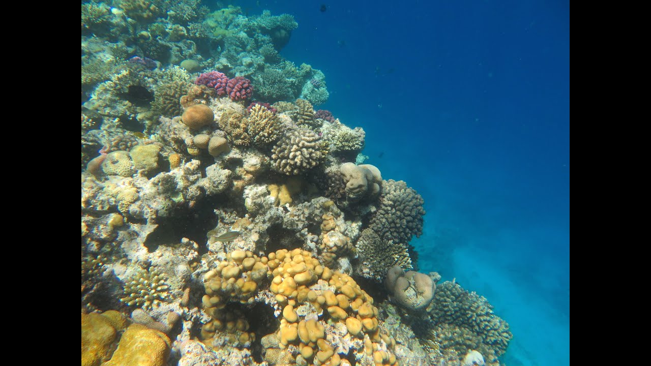 Snorkeling on the house reef from Arabia Azur in Hurghada - Red Sea - (Egypt) 2015  720p60fps HD