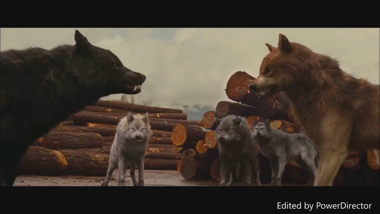 Twilight Wolves - Not Afraid