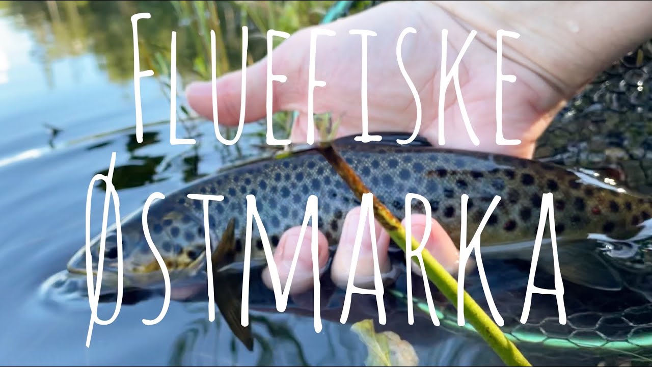 Fluefiske Østmarka - 100 grammerskogen