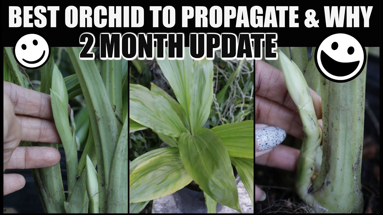 Propagated & Ready 2 Bloom in 2 Months! Phaius Tankervilliae