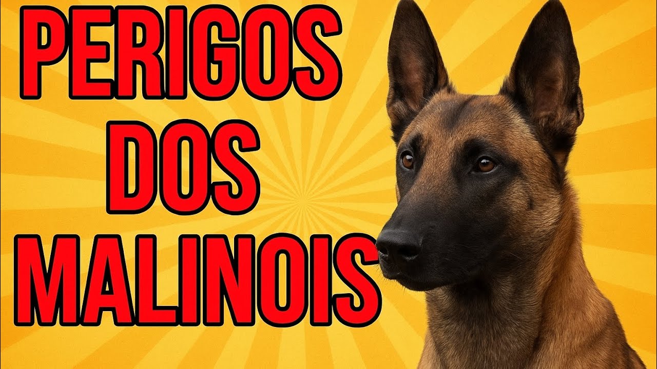 Quais os perigos do Pastor Belga Malinois? Descubra antes de ter um!