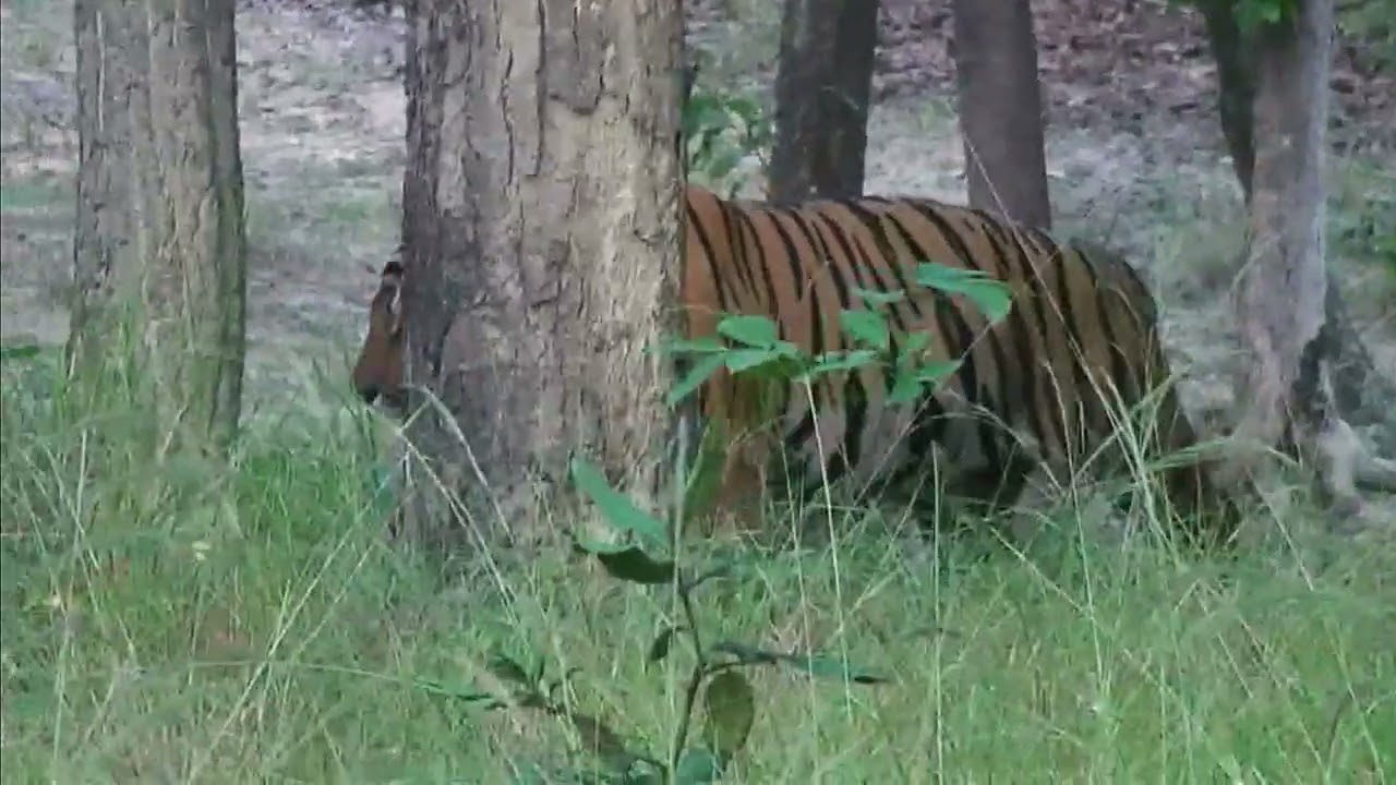 2024 Oct Explore Tiger Safari 7.  Banghavgarh NP