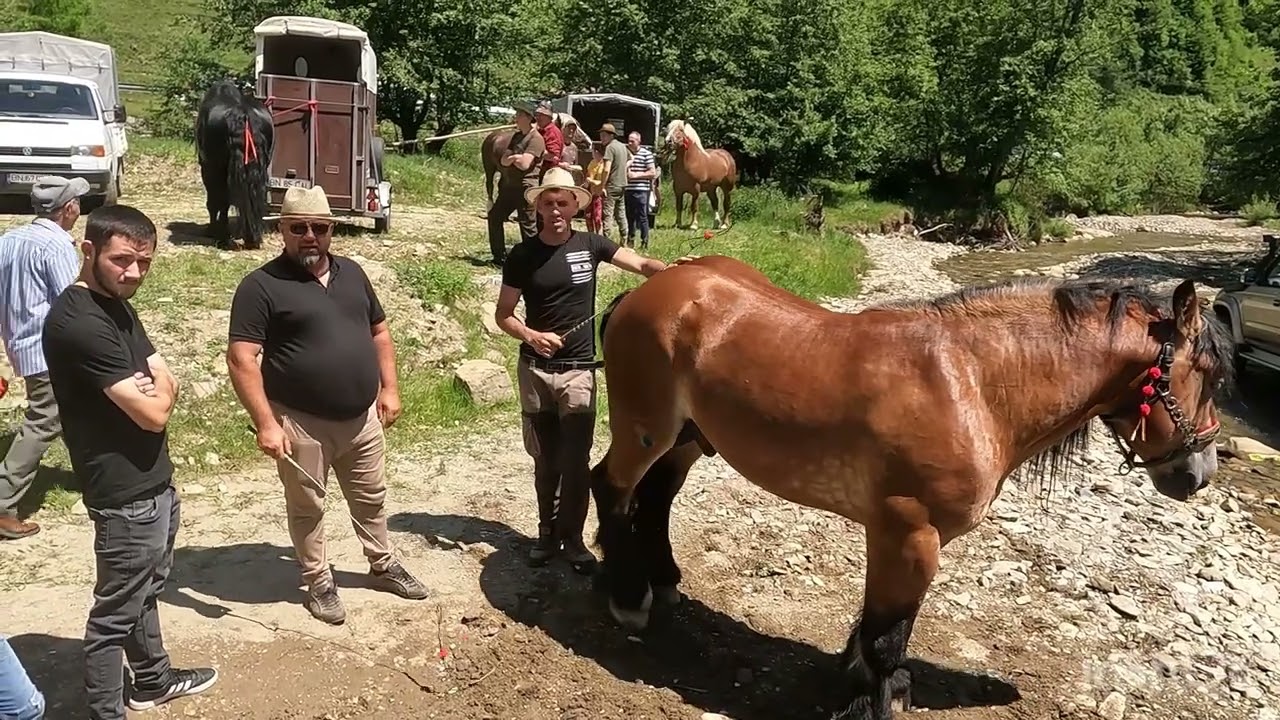 Levente Tusa de la Covasna .Cel mai bun dresor de caii din România .Targ Cormaia .B-N