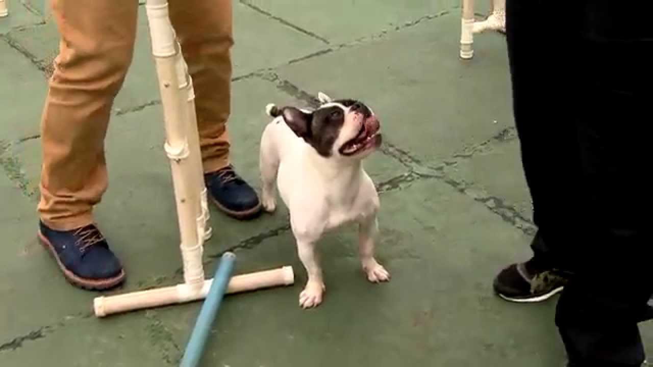 Profissão Cachorro: Cão Atleta