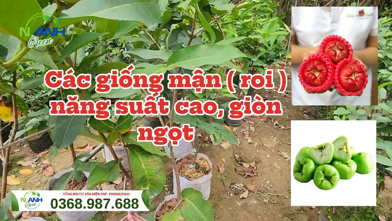 Trồng Là Ăn Ngay: Lô Mận Đỏ An Phước & Mận Đường Xanh Hàng Choai Cực Đẹp