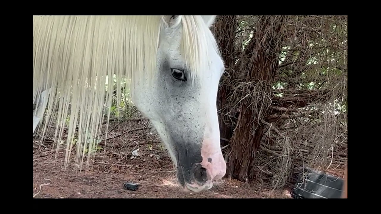 Understanding Your Horse pt. 4-Right Brain vs Left Brain